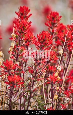 Nahsicht von bunten roten Blumen auf Pflanzen in der Wüste Stockfoto