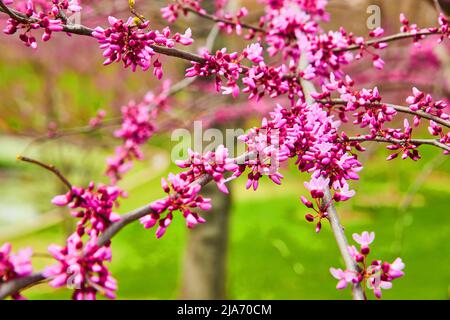 Schöne frühlingsrosafarbene Blüten, die auf Kirschbäumen blühen Stockfoto
