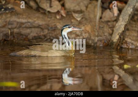 Sungrebe oder American Finfoot (Heliornis fulica) schwimmen mit Spiegelung Stockfoto