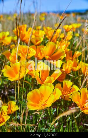Detail von goldgelben Blüten in großen Feld durch Meer Stockfoto