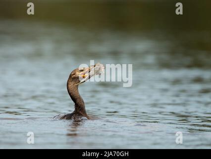 Neotrop-Kormoran (Phalacrocorax brasilianus), der mit einem Fisch im Schnabel schwimmt Stockfoto