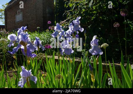 Eton, Windsor, Britannien. 28.. Mai 2022. Hübsche lila Iris. Es war ein warmer sonniger Tag in Eton heute, als Blumen und Pflanzen in Gärten und Zuteilungen blühen. Quelle: Maureen McLean/Alamy Live News Stockfoto