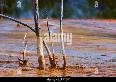 Tote Bäume im Abfluss von Geysir und Pools im Yellowstone Stockfoto