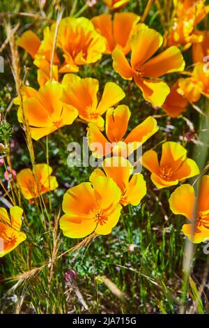 Schönes Feld von goldgelben Blüten Stockfoto