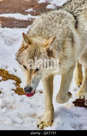 Detail des keuchenden grauen Wolfes, der im Schnee läuft Stockfoto