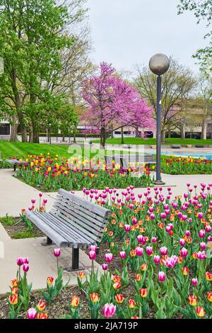 Bank umgeben von lebhaften Frühlingsblumen am Freimann Square in Fort Wayne, Indiana Stockfoto