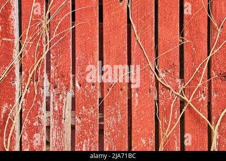 Detail von verblassten roten Holzscheunen mit einigen blattlosen Reben Stockfoto