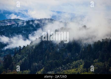 Nebel rollt durch Hügel von Pinien Stockfoto