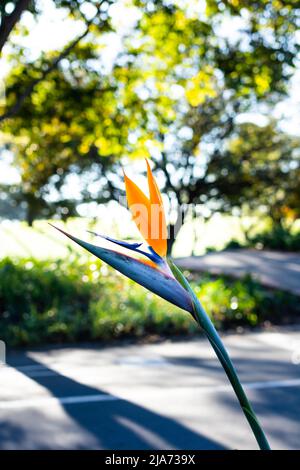 Nahaufnahme einer Strelitzia reginae, bekannt durch den bekannten Paradiesvogel in voller Blüte Stockfoto