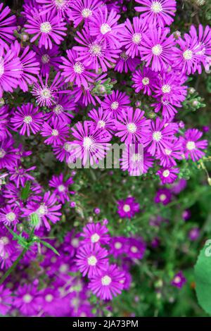 Schöne Kakteen Pflanzen der Gattung Delosperma Blüte Stockfoto
