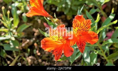 Schöne Blüten von Alstroemeria aurea auch als peruanische Lilie oder goldene Lilie bekannt. Natürlicher grüner Hintergrund Stockfoto
