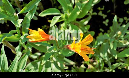 Schöne Blüten von Alstroemeria aurea auch als peruanische Lilie oder goldene Lilie bekannt. Natürlicher grüner Hintergrund Stockfoto