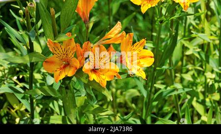 Schöne Blüten von Alstroemeria aurea auch als peruanische Lilie oder goldene Lilie bekannt. Natürlicher grüner Hintergrund Stockfoto