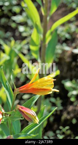 Schöne Blüten von Alstroemeria aurea auch als peruanische Lilie oder goldene Lilie bekannt. Natürlicher grüner Hintergrund Stockfoto