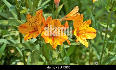 Schöne Blüten von Alstroemeria aurea auch als peruanische Lilie oder goldene Lilie bekannt. Natürlicher grüner Hintergrund Stockfoto