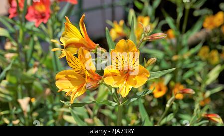 Schöne Blüten von Alstroemeria aurea auch als peruanische Lilie oder goldene Lilie bekannt. Natürlicher grüner Hintergrund Stockfoto