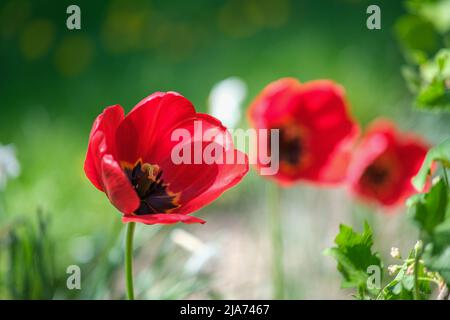 Drei Tulpen öffneten ihre Blütenblätter im Frühlingsgarten. Stockfoto