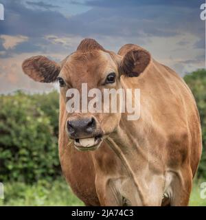 Braune Kuh, die Kühen kaut Stockfoto