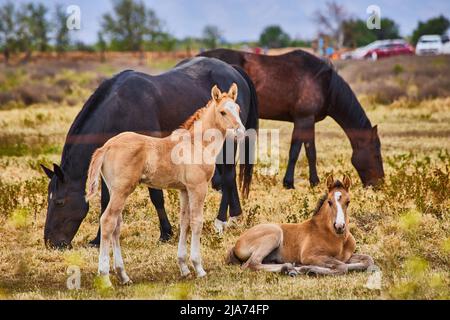 Pferde und Fohlen auf dem Bauernhof ruhen Stockfoto