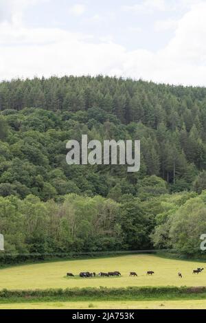 Rinderherde auf einem Feld Stockfoto