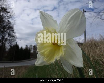 Ein einsamer Narcissus Poeticus am Straßenrand. Stockfoto