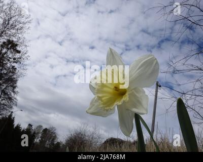 Ein einsamer Narcissus Poeticus am Straßenrand. Stockfoto