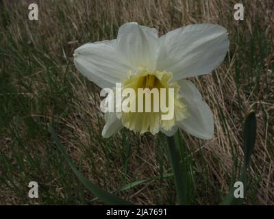 Ein einsamer Narcissus Poeticus am Straßenrand. Stockfoto