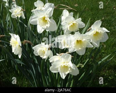 Eine schöne Gruppe von vollständig weißen Narzissen. Stockfoto