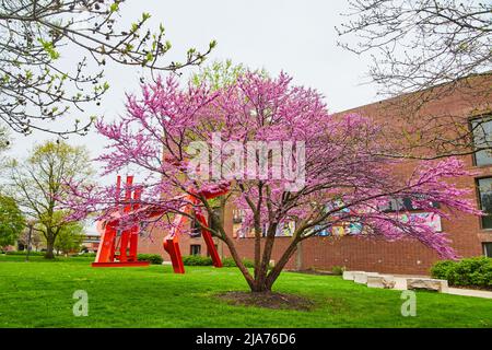 Schöner Frühlingsbaum mit rosa Blüten in der Stadt Stockfoto