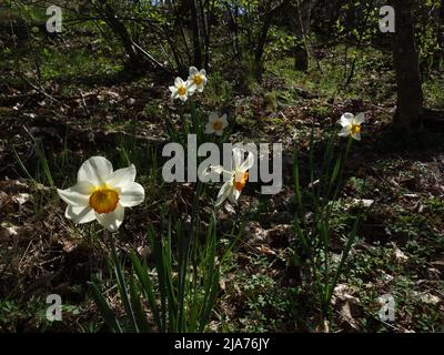 Wildwachsender Dichterdaffodil im Wald. Stockfoto