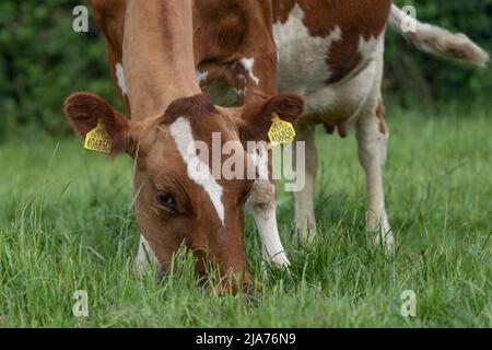 Grasende Kühe aus nächster Nähe Stockfoto