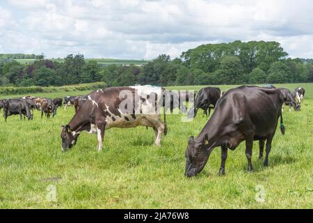 Herde von Friesern grasen Stockfoto