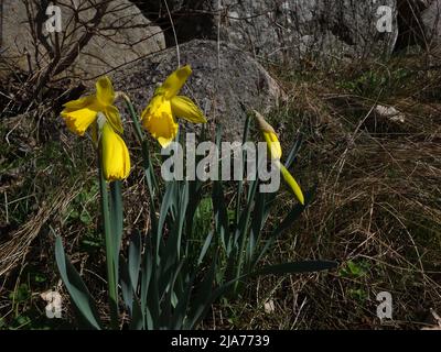 Entlang des Steinzauns blühen die Narzissen. Stockfoto