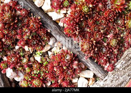 Rote Hausbäche, sempervivum, wächst als Bodenbedeckung in einem Garten, Szigethalom, Ungarn Stockfoto