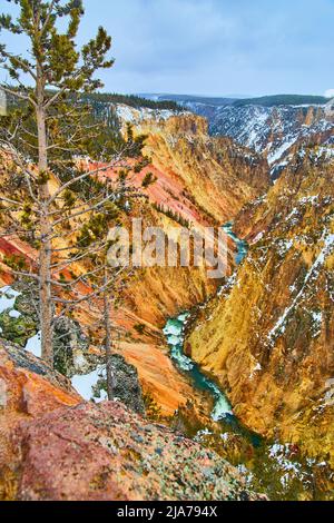 Grand Canyon von Yellowstone im Winter mit Pinien im Vordergrund Stockfoto