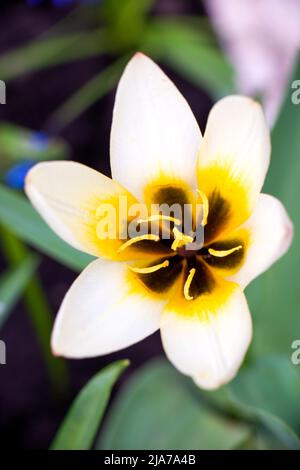 Weiße Tulpenblüte aus der Nähe auf grünem Hintergrund, Blick auf die schwarz-gelbe Mitte mit Stempel und Staubgefäßen und zarten Blütenblättern. Hochwertige Fotos Stockfoto