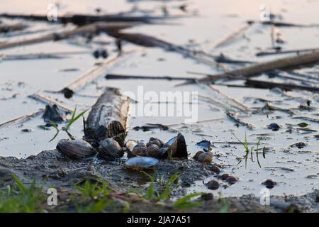 Muscheln auf einem Stein am Ufer eines Flusses. Schalenmuscheln. Hintergrund. Nahaufnahme. Stockfoto