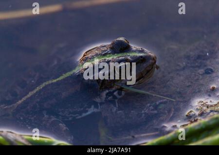 Marschfrosch Pelophylax ridibundus , in Natur Lebensraum. Wildtierszene aus der Natur, grünes Tier im Wasser. Schöner Frosch im Wasser in der Nähe des Teiches Stockfoto