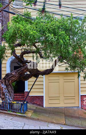 Haus an einer steilen Straße in San Francisco mit wunderschönem Baum und Garagentor Stockfoto