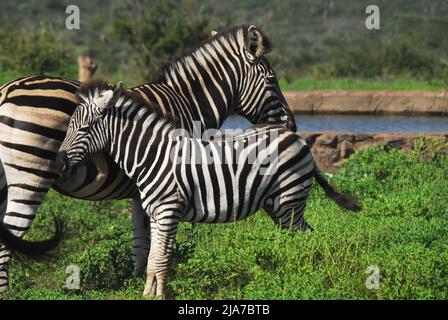 Nahaufnahme eines wilden Zebras, das ganz in der Nähe ihres niedlichen jungen hengstes in der Nähe eines Flusses in der südafrikanischen Wildnis steht. Stockfoto