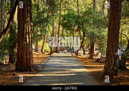 Sauber gepflasterter Wanderweg führt durch Wald von großen Pinien und Boden mit Kiefernnadeln bedeckt Stockfoto