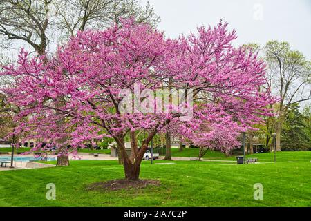 Große blühende Frühlingskirsche im Stadtpark Stockfoto