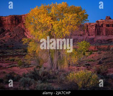 Herbstfarbene leuchten im frühen Morgenlicht im Courthouse Wash-Bereich des Arches National Park in Utah Stockfoto