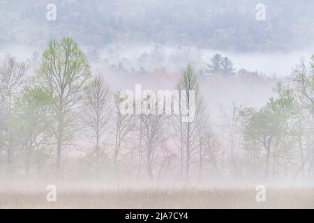 Der neblige Herbstvormittag im Cades Cove-Abschnitt des Great Smoky Mountain National Park in Tennessee Stockfoto