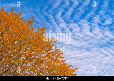 Makrelenhimmel und buntes Herbstbaumholz Stockfoto