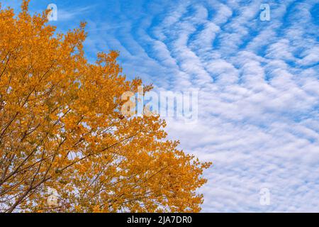 Makrelenhimmel und buntes Herbstbaumholz Stockfoto