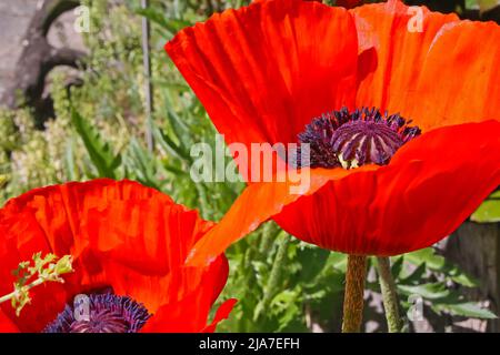 Nahaufnahme von 2 leuchtend roten orientalischen Mohnblumen (papaver orientale) im deutschen Garten Stockfoto