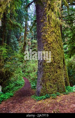 Wanderweg durch den Redwood-Wald, der von einem moosigen Baum markiert ist Stockfoto