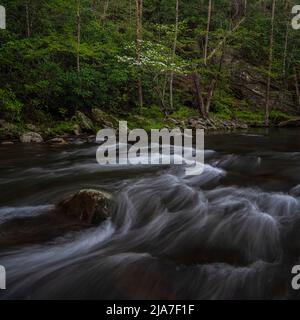 Frühling im Tremont-Abschnitt des Great Smoky Mountains-Nationalparks in Tennessee Stockfoto
