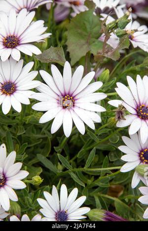 Osteospermum, Gänseblümchen oder afrikanische Gänseblümchen, südafrikanische Gänseblümchen auf der Wiese. Draufsicht. Stockfoto